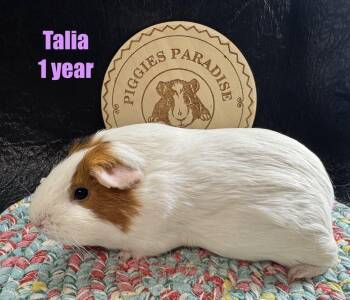 Rescue Short Haired Guinea Pigs for Adoption in Red Oak, Iowa - Talia | PetCurious